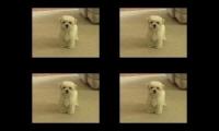 Annoying Small Dog Barking At You