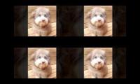 i am a doggie i am a doggie