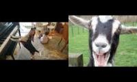 The goat dog piano duet