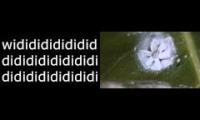 bidididididididididididi