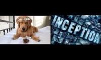 Dog faces cockroach to the theme of Inception