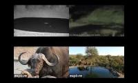 Kruger National Park Multicam