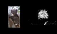 br00tal koala (koala mating call with grindcore)