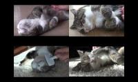 BrushBrushBrushBrushMaru