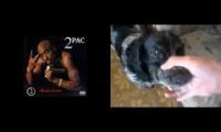 Dog beatboxing tupac