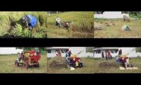 Rice harvest Malolos, Philippines 03/2020 Covid19 Quarantine
