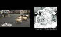 Thumbnail of Welsh goats reclaim the land