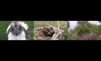 UK Ospreys Cams 2020