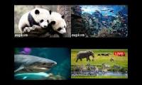 Mashup of Animal Livestreams