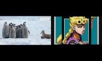 Penguin Golden Wind Saves Chicks