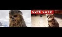Chewbacca versus felines