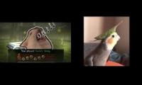 Thumbnail of Sarias Song Cat+Bird
