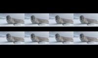 Seals kiss from a rose