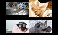 Kitten Academy, Kitten OClock (temp down), and Tiny Kittens (new link)