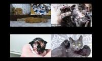 Kitten Academy, Kitten Rescue Sanctuary, and Tiny Kittens