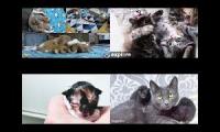 Kitten Academy, Kitten Rescue Sanctuary, and Tiny Kittens