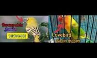 Thumbnail of Ini adalah Vidio tentang burung kicau mania