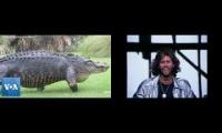 alligator struts like an absolute unit