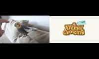 Birb with animal crossing music