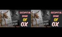 Occipital bone of OX