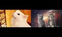 Thumbnail of Mixed Cat Video (20 Chars Required)