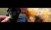 The Pug Eats the Broccoli