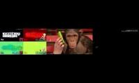 Monkeys react to Annoying Goose
