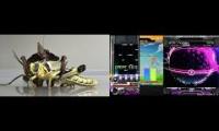 Thumbnail of insect displays and rhythm games