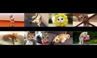 Funny Animals Mashup