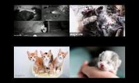 Kitten Academy, Kitten Rescue Sanctuary, and Tiny Kittens
