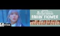 WJSN Fallin Flower MV