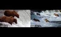 Bear cams katmai BF RF