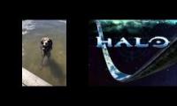 Halo Dog between 20 and 100 characters