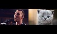 KittensSmith22222222greqghr