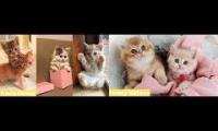 Baby Cats  Cute and Funny Kittens Cute Kittens Doing Funny Things