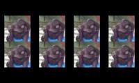 big monkey farty haha funny