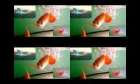 putar video bersamaan
