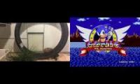 Gotta go fast (erizo)