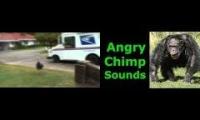 Thumbnail of monkey turkey nikita