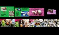 FeatherKids all 8 videos 17 JAN