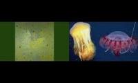Deep Sea Life+Deep Sea Music