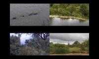 Naledi Game Lodge Live Cameras