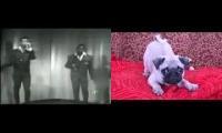 Thumbnail of i am your puppo woof woof woof