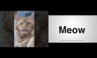 meowthing11123123213