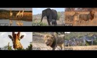 africa multiview with multiple cams