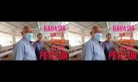 Rahasia sukses beternak ayam petelur