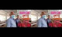 Thumbnail of Rahasia sukses beternak ayam petelur