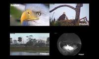 SWFL Eagle Cameras 4up