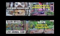 Wildlife Webcams From Around The World