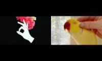 dark mothers day parrot